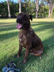 Lost Dog