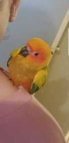 Lost Conure