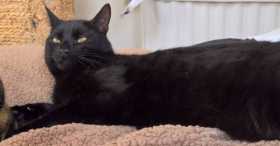 Lost Cat