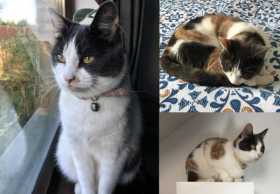 Lost Cat