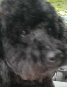 Lost Dog