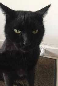 Lost Cat