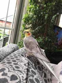 Lost Cockatiel