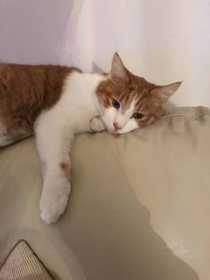 Lost Cat