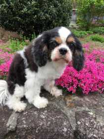 Lost Dog