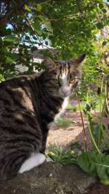 Lost Cat