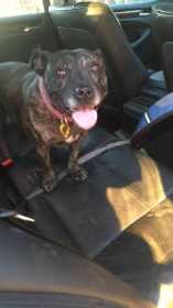 Lost Dog