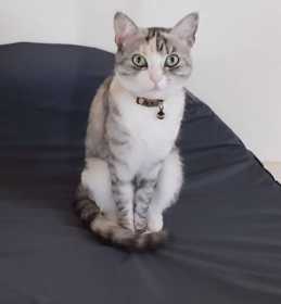 Lost Cat