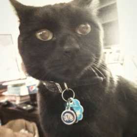 Lost Cat