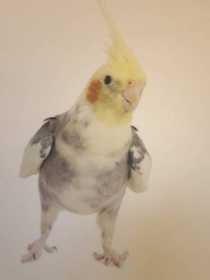 Lost Cockatiel