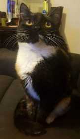 Lost Cat