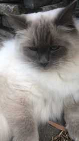 Lost Cat