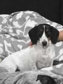 Lost Dog