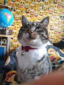 Lost Cat