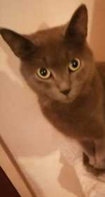 Lost Cat