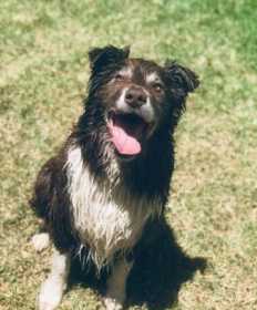 Lost Dog