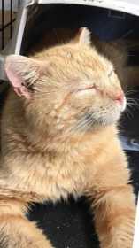 Lost Cat