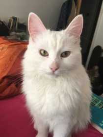 Lost Cat