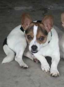 Lost Dog