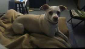 Lost Dog