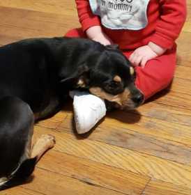 Lost Dog