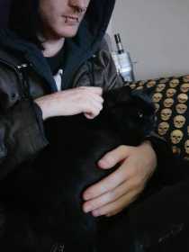 Lost Cat