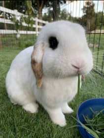 Lost Rabbit
