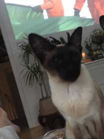 Lost Cat