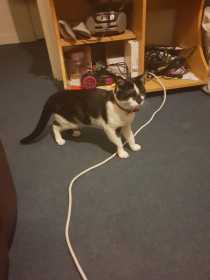 Lost Cat