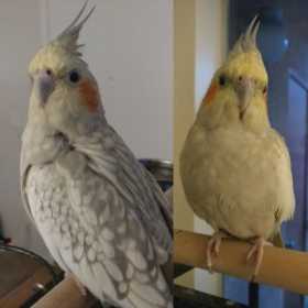 Lost Cockatiel