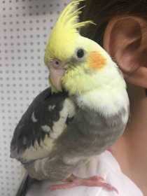 Lost Cockatiel