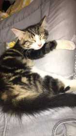 Lost Cat