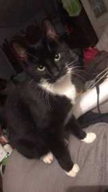 Lost Cat