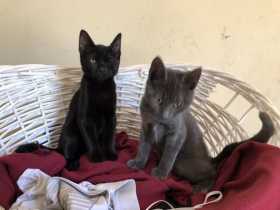 Lost Cat
