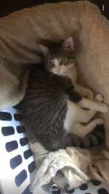 Lost Cat