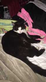 Lost Cat