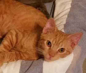 Lost Cat