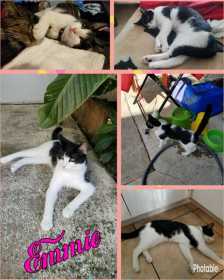 Lost Cat