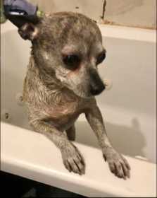 Lost Dog