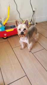 Lost Dog
