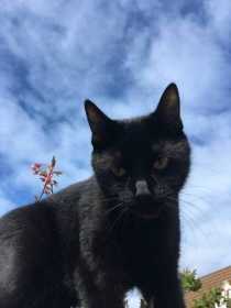 Lost Cat
