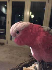 Lost Galah Cockatoo