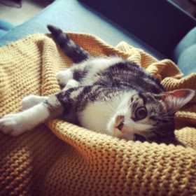 Lost Cat