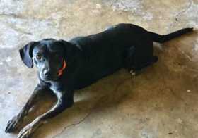 Lost Dog