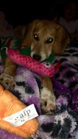 Lost Dog