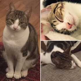 Lost Cat