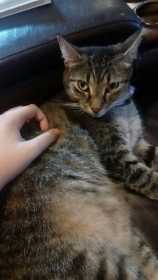 Lost Cat