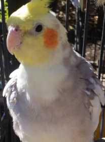 Lost Cockatiel