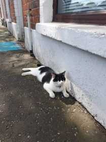 Lost Cat