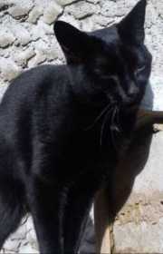 Lost Cat